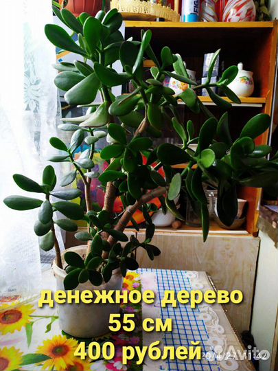 Толстянка, филодендрон