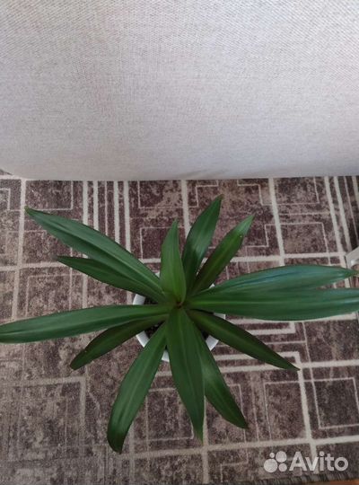 Рэо,среднее