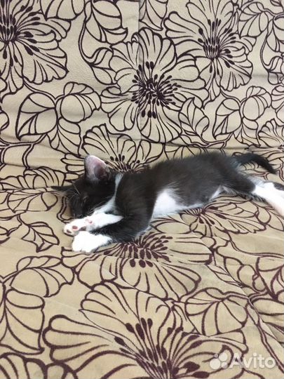 Отдам даром бесплатно