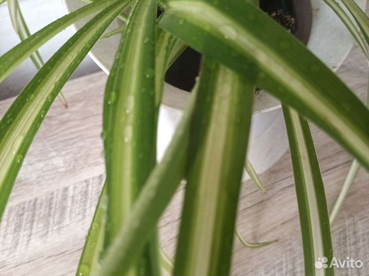 Хлорофитум