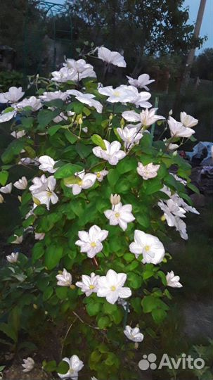 Саженцы клематиса