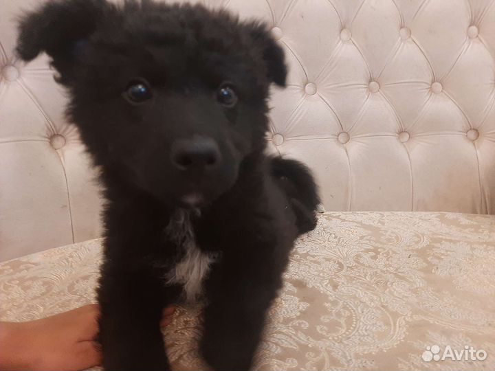 Идеальный компаньон привита, с доставкой