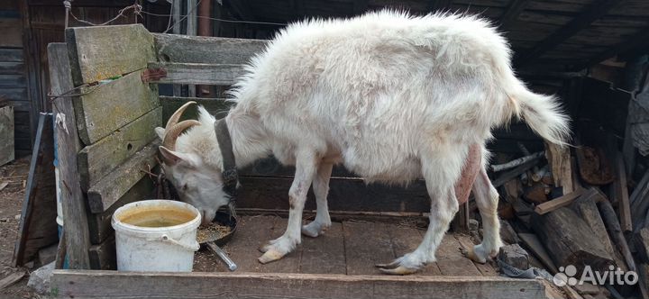 Продаются козы