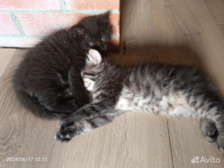 Кошка в дар бесплатно