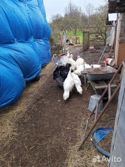 Птица индюки