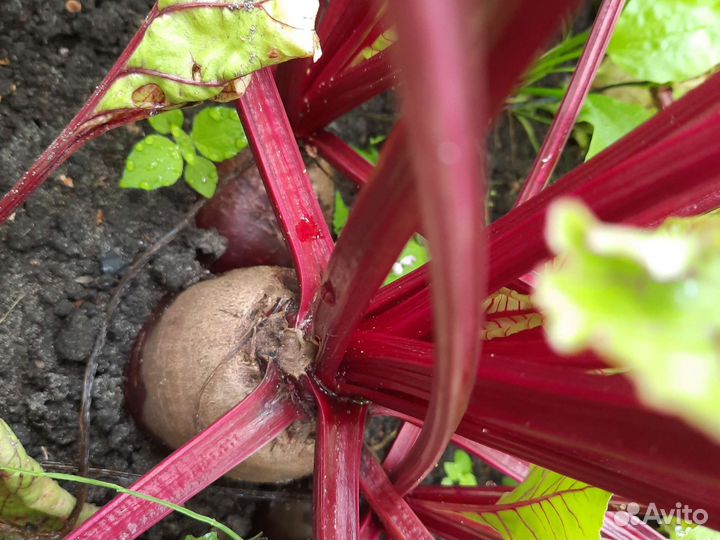 Чеснок, Тыква, Лук, Петрушка