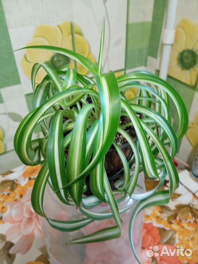 Хлорофитум кудрявый