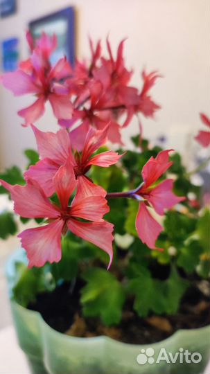 Пеларгония