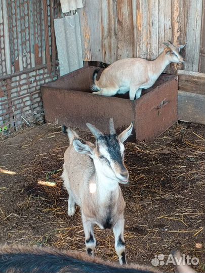 Коза дойная