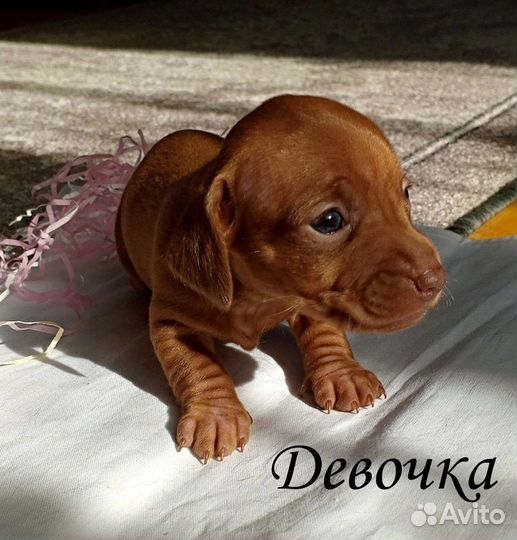 Таксята детки