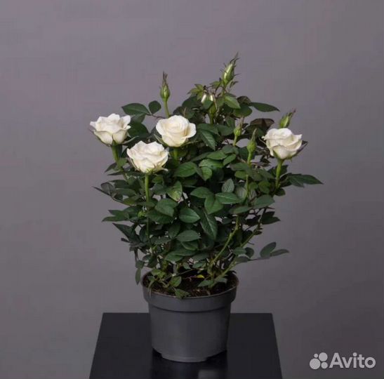 Роза Кордана