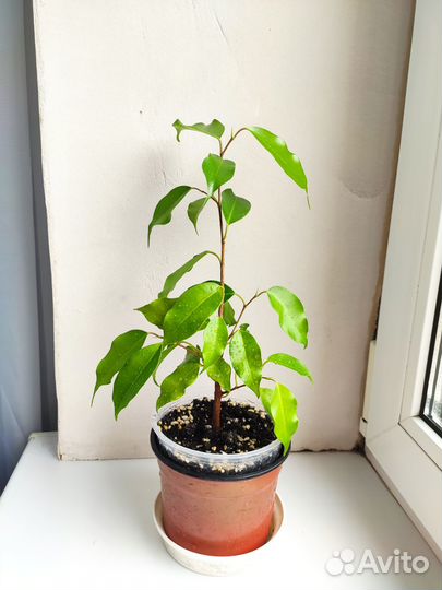 Фикус Бенджамина Моник