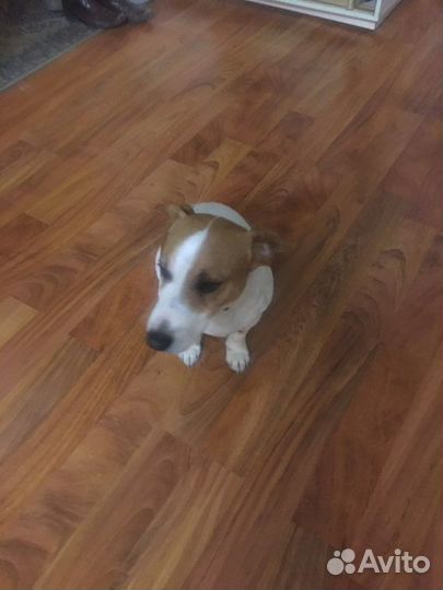 Джек Рассел терьер