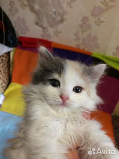 Красивые котята