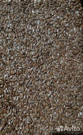 Семена лен