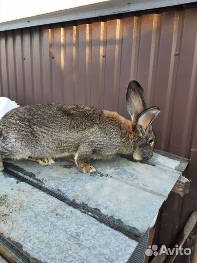 Продаётся крол, фландер 8,5 месяцев