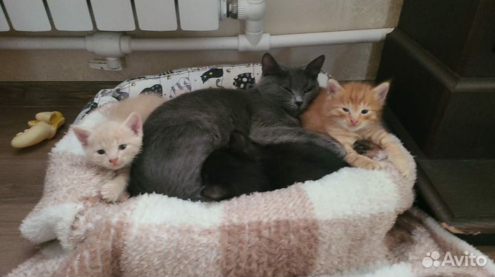 Котята отдам бесплатно