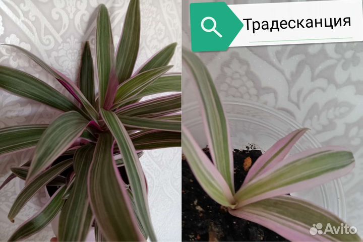 Растения