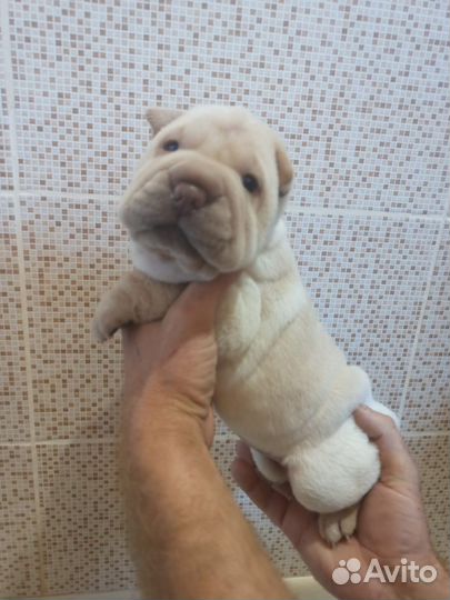 Собаки Щенки шарпей