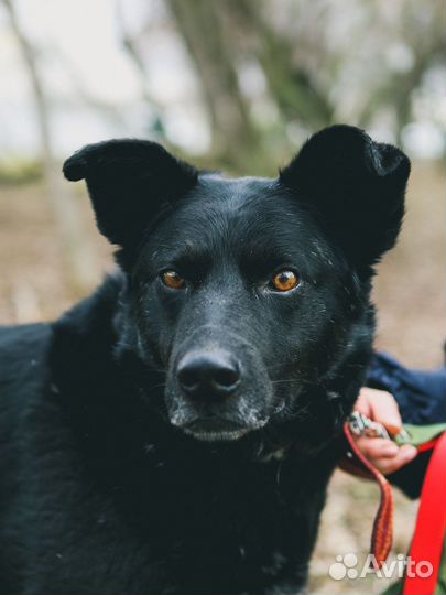 Собаки из приюта