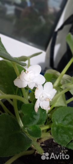 Фиалка взрослая