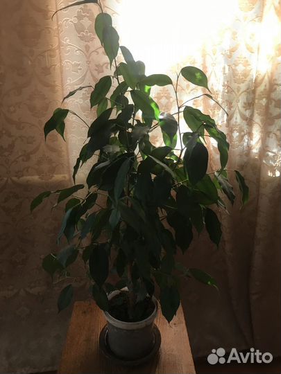 Фикус бенджамина