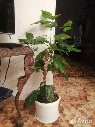 Гибискус китайская роза