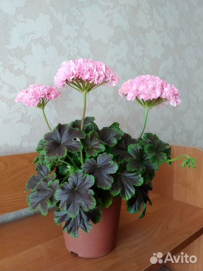 Пеларгония черенки на срез