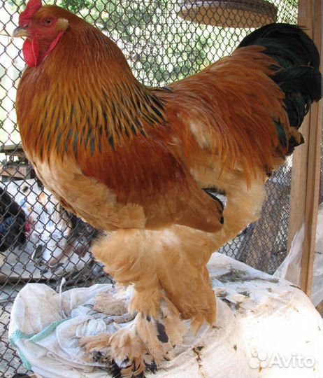 Продам петухов