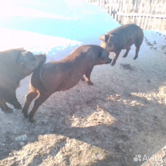 Свиньи живым весом