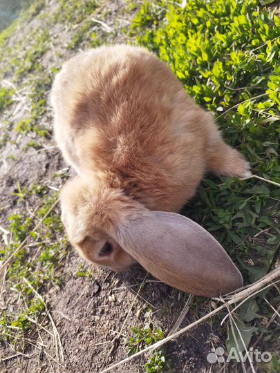 Кролики мясных пород