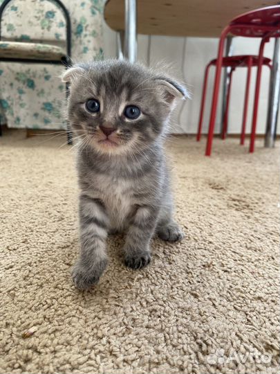 Вислоухие котята