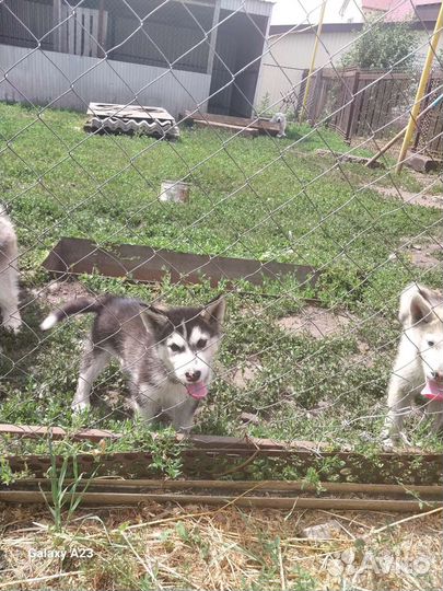 Аляскинский маламут