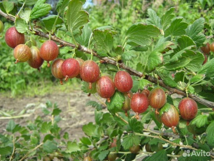 Саженцы крыжовника Сеянец Смены