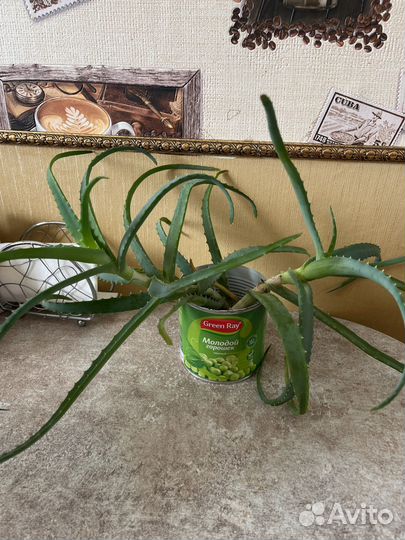 Алоэ столетник и алоэ вера