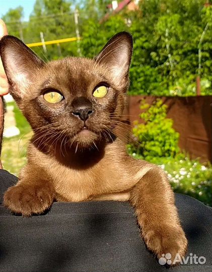 Бурманский котик