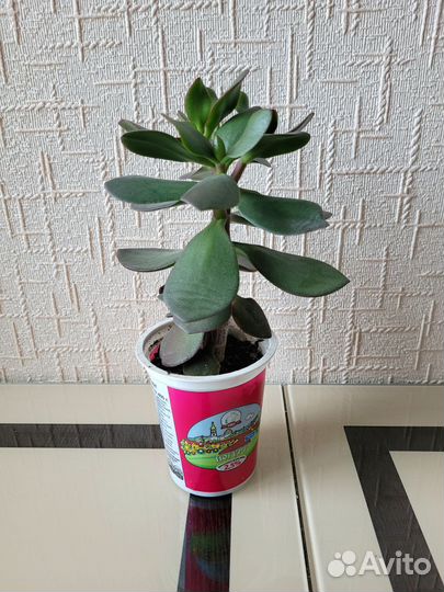 Толстянка лечебная
