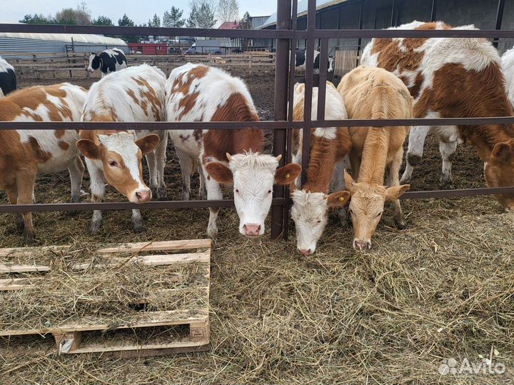 Телки симентал