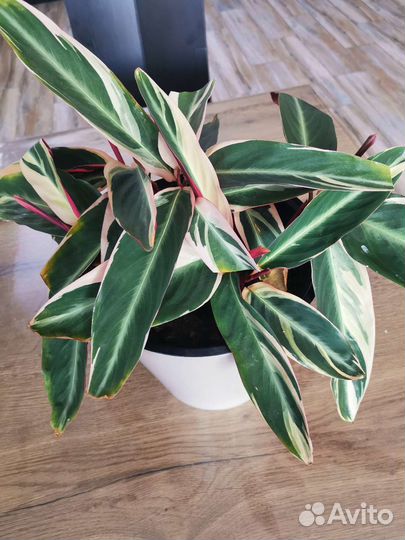 Комнатное растение Строманта