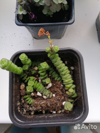 Крассула хоттентот