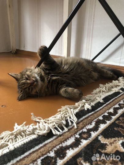 Смесь с мейкуном