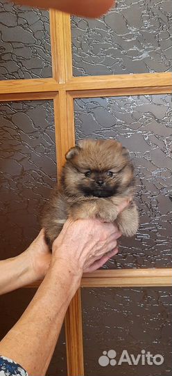 Померанские шпицы мишки