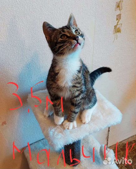 Котята пушистые спасенные из урны