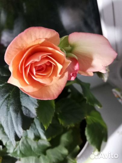 Бегония элатиор