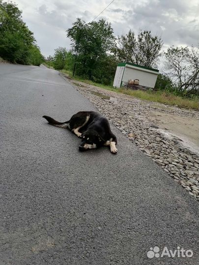 Собака в добрые руки