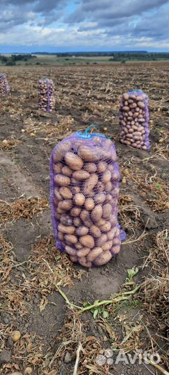 Картошка с доставкой