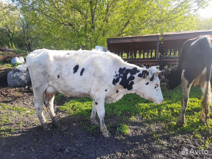 Коровы дойные