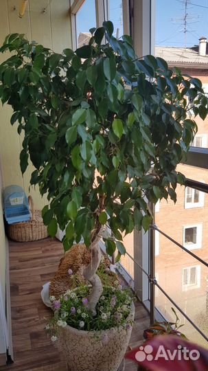 Фикус Бенджамина