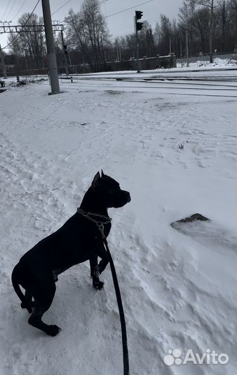 Вязка стаффордширский терьер