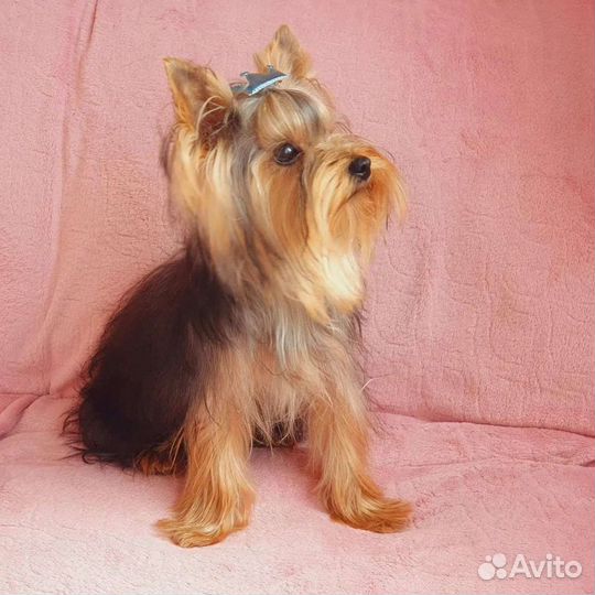 Йоркширский терьер ищет девочку для вязки